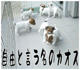 MIEDOG Jack Russell terrier sticker 16 sticker #15516344