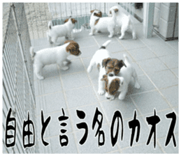 MIEDOG Jack Russell terrier sticker 16 sticker #15516344