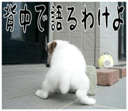 MIEDOG Jack Russell terrier sticker 16 sticker #15516345