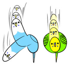 crazy bobbing budgie sticker #15516803