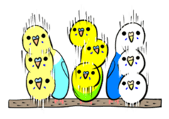 crazy bobbing budgie sticker #15516804