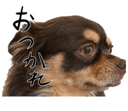 chihuahua "Mocha" sticker #15520037