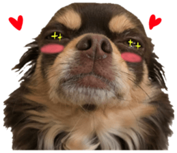 chihuahua "Mocha" sticker #15520038