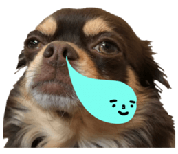 chihuahua "Mocha" sticker #15520039