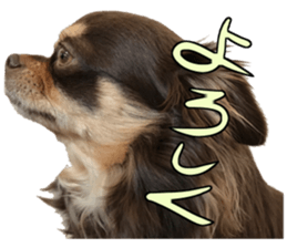 chihuahua "Mocha" sticker #15520040