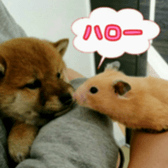 Shibainu puppy 2 sticker #15521858