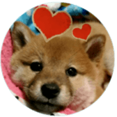 Shibainu puppy 2 sticker #15521859