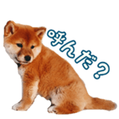 Shibainu puppy 2 sticker #15521860