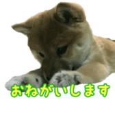 Shibainu puppy 2 sticker #15521861
