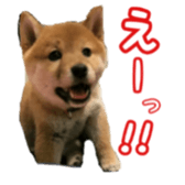 Shibainu puppy 2 sticker #15521862