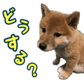 Shibainu puppy 2 sticker #15521863