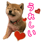 Shibainu puppy 2 sticker #15521864