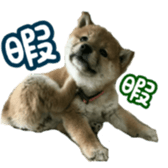Shibainu puppy 2 sticker #15521865