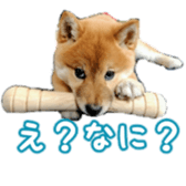 Shibainu puppy 2 sticker #15521866