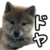 Shibainu puppy 2 sticker #15521867