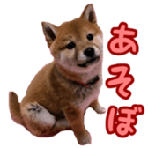 Shibainu puppy 2 sticker #15521868