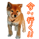 Shibainu puppy 2 sticker #15521869
