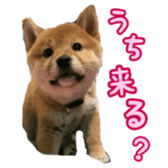 Shibainu puppy 2 sticker #15521870