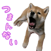 Shibainu puppy 2 sticker #15521871