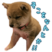 Shibainu puppy 2 sticker #15521872