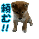 Shibainu puppy 2 sticker #15521873
