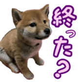 Shibainu puppy 2 sticker #15521874