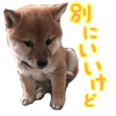 Shibainu puppy 2 sticker #15521875