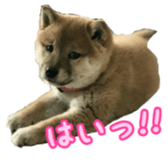 Shibainu puppy 2 sticker #15521876
