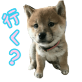 Shibainu puppy 2 sticker #15521877