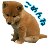 Shibainu puppy 2 sticker #15521878