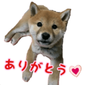 Shibainu puppy 2 sticker #15521879