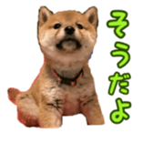 Shibainu puppy 2 sticker #15521880