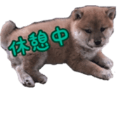 Shibainu puppy 2 sticker #15521881