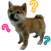 Shibainu puppy 2 sticker #15521882