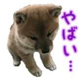 Shibainu puppy 2 sticker #15521883