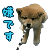 Shibainu puppy 2 sticker #15521884