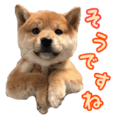 Shibainu puppy 2 sticker #15521885