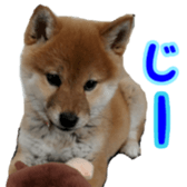 Shibainu puppy 2 sticker #15521886