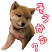 Shibainu puppy 2 sticker #15521887