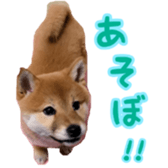 Shibainu puppy 2 sticker #15521888