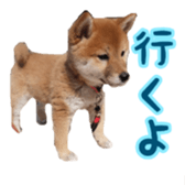 Shibainu puppy 2 sticker #15521889
