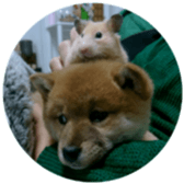 Shibainu puppy 2 sticker #15521890