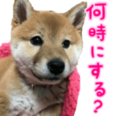Shibainu puppy 2 sticker #15521891