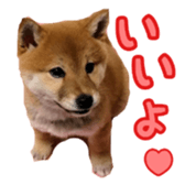 Shibainu puppy 2 sticker #15521892