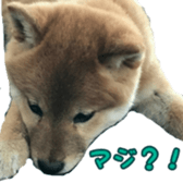 Shibainu puppy 2 sticker #15521893