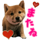 Shibainu puppy 2 sticker #15521894