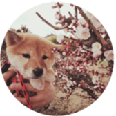 Shibainu puppy 2 sticker #15521895