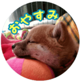 Shibainu puppy 2 sticker #15521896