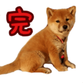 Shibainu puppy 2 sticker #15521897