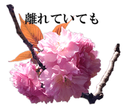 Double cherry blossom cheering sticker #15521923